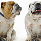 Illustration for article titled Nows the perfect time to sniff around this guys catalog of dog-themed hip-hop
